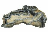 Mammoth Molar Slice With Case - South Carolina #377771-1
